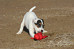 hundefotos parson_russell_terrier
