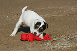 hundefotos parson_russell_terrier