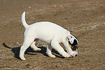 hundefotos parson_russell_terrier