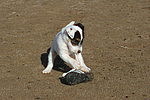 hundefotos parson_russell_terrier