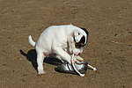 hundefotos parson_russell_terrier