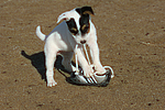 hundefotos parson_russell_terrier