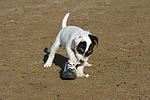 hundefotos parson_russell_terrier