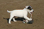 hundefotos parson_russell_terrier