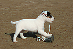 hundefotos parson_russell_terrier