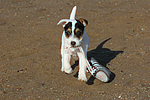 hundefotos parson_russell_terrier
