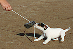 hundefotos parson_russell_terrier