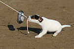 hundefotos parson_russell_terrier