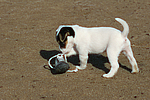 hundefotos parson_russell_terrier