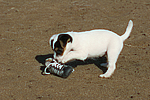 hundefotos parson_russell_terrier