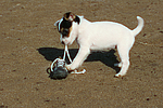 hundefotos parson_russell_terrier