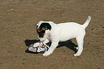 hundefotos parson_russell_terrier