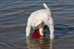 hundefotos parson_russell_terrier