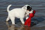 hundefotos parson_russell_terrier