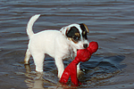 hundefotos parson_russell_terrier