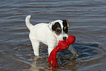 hundefotos parson_russell_terrier