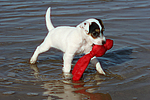 hundefotos parson_russell_terrier