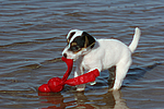 hundefotos parson_russell_terrier