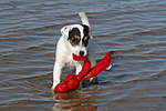 hundefotos parson_russell_terrier