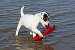hundefotos parson_russell_terrier