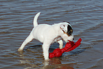 hundefotos parson_russell_terrier