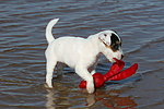 hundefotos parson_russell_terrier