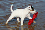 hundefotos parson_russell_terrier