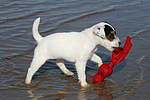 hundefotos parson_russell_terrier