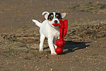 hundefotos parson_russell_terrier
