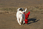 hundefotos parson_russell_terrier