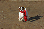 hundefotos parson_russell_terrier