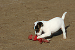 hundefotos parson_russell_terrier