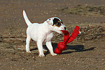 hundefotos parson_russell_terrier