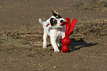 hundefotos parson_russell_terrier