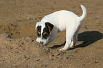 hundefotos parson_russell_terrier