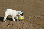 hundefotos parson_russell_terrier