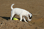 hundefotos parson_russell_terrier