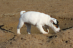 hundefotos parson_russell_terrier