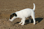 hundefotos parson_russell_terrier