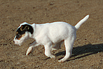 hundefotos parson_russell_terrier