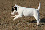 hundefotos parson_russell_terrier