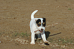 hundefotos parson_russell_terrier