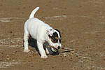 hundefotos parson_russell_terrier