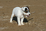 hundefotos parson_russell_terrier