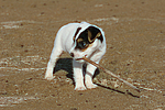 hundefotos parson_russell_terrier