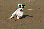 hundefotos parson_russell_terrier