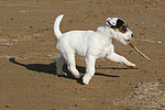 hundefotos parson_russell_terrier