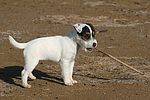 hundefotos parson_russell_terrier