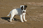 hundefotos parson_russell_terrier