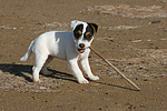 hundefotos parson_russell_terrier